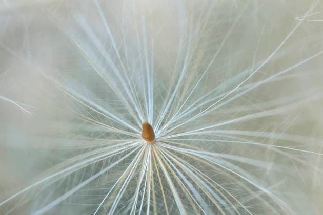 Kratzdistel (Cirsium spec.), Flugsamen einer Kratzdistel, Deutschland common thistle, plumed thistle (Cirsium spec.), Flying seeds of a thistle, Germany BLWS712990 *** Kratzdistel Cirsium Spec , Flying seeds a Safflower, Germany Common thistle, plumed Thistle Cirsium Spec , Flying Seeds of a thistle, Germany BLWS712990 Copyright: xblickwinkel M.xWuchenauerx