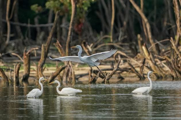 Creative Highlights World Wildlife At The Oxbow Nature Conservancy Great egrets are hunting for fish just after sunrise at the Oxbow Nature Conservancy in Lawrenceburg, Indiana, on July 18, 2024. Lawrenceburg United States  Copyright: xJasonxWhitmanx originalFilename: whitman-wildlife240718_npL9d.jpg