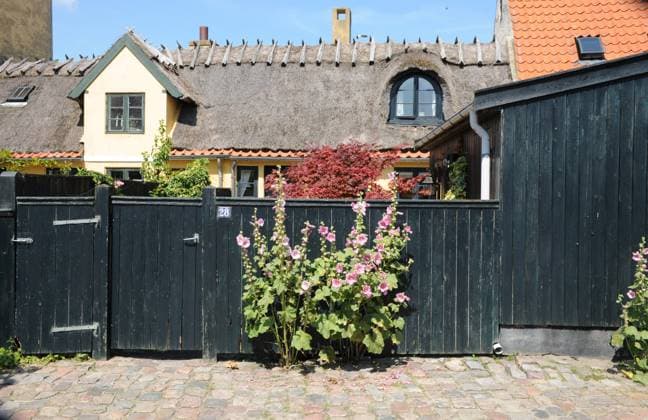 dragor Copenhagen Denmark 19 July 2024 Hollyhocks home garden in dragor in danish capital. (Photo.Francis Joseph Dean Dean Pictures) (Not for commercial use)