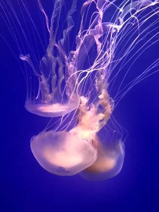 Creative Highlights World Jellyfish illuminated with light with long tentacles in blue water Gold Coast, Queensland, Australia R_FABX24071199-1477101-01