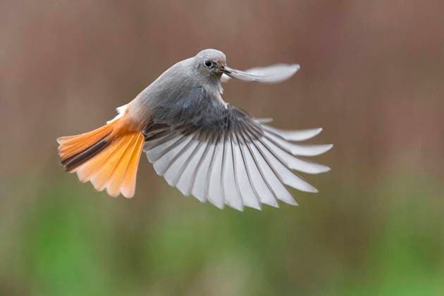 Hausrotschwanz, Haus-Rotschwanz (Phoenicurus ochruros), Weibchen im Flug, Seitenansicht, Italien, Toskana black redstart (Phoenicurus ochruros), female in flight, side view, Italy, Tuscany BLWS713128 *** Black redstart, House Rotschwanz Phoenicurus ochruros , Female at Flight, Side view, Italy, Tuscany Black redstart Phoenicurus ochruros , Female in flight, Side view, Italy, Tuscany BLWS713128 Copyright: xblickwinkel AGAMI D.xOcchiatox