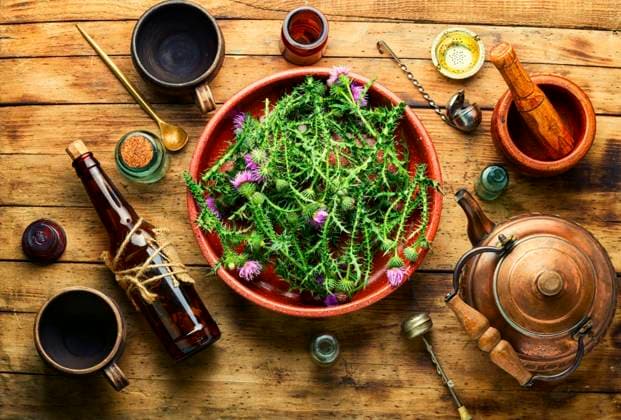 Milk thistle or Silybum marianum in in herbal medicine. Thistle in herbal medicine ,model released, Symbolfoto