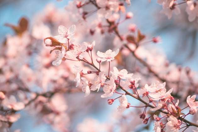 Close up of pink cherry blossom at blurred nature background. Blooming tree in springtime. Outdoor ,model released, Symbolfoto