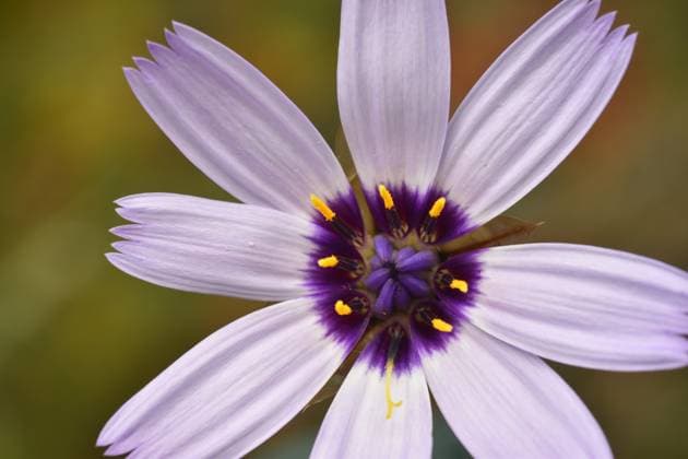 Macrophotography of a Cupid s dart flower ( Catananche caerulea) Vitoria-Gasteiz, Basque Country, Spain R_PMDHUC240722-1494282-01