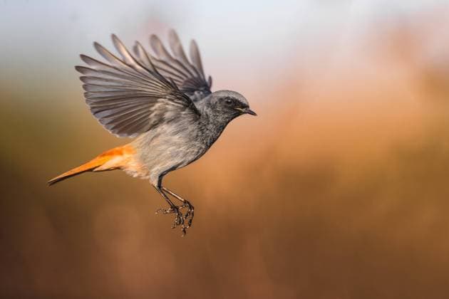 Hausrotschwanz, Haus-Rotschwanz (Phoenicurus ochruros), im Flug, Seitenansicht, Italien, Toskana black redstart (Phoenicurus ochruros), in flight, side view, Italy, Tuscany, Piana fiorentina; Stagno di Pere, Firenze BLWS713394 *** Black redstart, House Rotschwanz Phoenicurus ochruros , at Flight, Side view, Italy, Tuscany Black redstart Phoenicurus ochruros , in flight, Side view, Italy, Tuscany, Piana Fiorentina Stagno Tue Pere, Firenze BLWS713394 Copyright: xblickwinkel AGAMI D.xOcchiatox