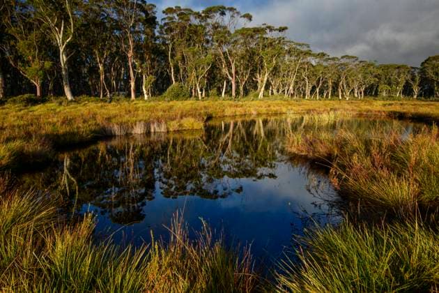 Australia, Tasmania, Cradle Mountain, Lake St Clair National Park, Snow gum forest swamp 