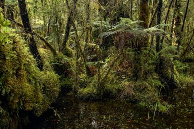 New Zealand, South Island, West Coast, Haast, Ship Creek, Swamp Forest Walk 