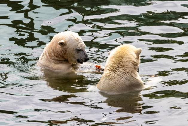 Entertainment Themen der Woche KW 30 Entertainment Bilder des Tages Eröffnung des Klimawaldpfads im Tiergarten Nürnberg Der Klimawaldpfad im Tiergarten Nürnberg wurde eröffnet und ermöglicht Besuchern, 450 Meter durch die Baumkronen zu wandeln. Der Pfad bietet Picknickecken, Spielstationen und pädagogische Elemente, die dazu einladen, den Wald aus neuen Perspektiven zu erleben. Ein besonderes Highlight ist die Aussicht auf das Eisbärengehege vom Klimawaldpfad aus. Nürnberg Bayern Deutschland *** Opening of the climate forest trail at Nuremberg Zoo The climate forest trail at Nuremberg Zoo has been opened and allows visitors to walk 450 meters through the treetops The trail offers picnic areas, play stations and educational elements that invite visitors to experience the forest from new perspectives 20240725-286A1349-M5000