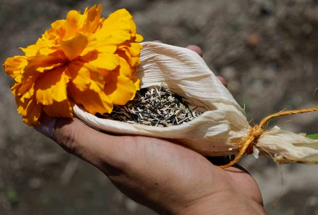 Start Of Production Of Flor De Cempoalxochitl In Mexico They are performing a pre-Hispanic ceremony to Mother Earth during the presentation of the strategic project for the conservation of the Cempoalxochitl Flower in Mexico City, Mexico, on Month, Day, Year, which seeks to eliminate dependence on the importation of seeds originating from Mexico and contemplates the reconstruction of its genome from findings in the underground tunnels of the pyramids of Teotihuacan, discovered in 2002, to obtain its designation of origin. Mexico City Mexico City Mexico  Copyright: xGerardoxVieyrax originalFilename: vieyra-notitle240725_npOtJ.jpg