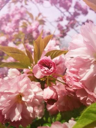 Close up full bloom of sakura Japanese cherry blossom. Wild pink flowering tree buds blooming and green leaves growing. Floral pattern, spring clusters on the branches in the park. Beautiful nature. ,model released, Symbolfoto
