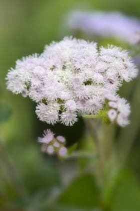 Flossflower (Ageratum houstonianum) in the garden Copyright: imageBROKER HaraldxBiebel ibxiqx10285351.jpg
