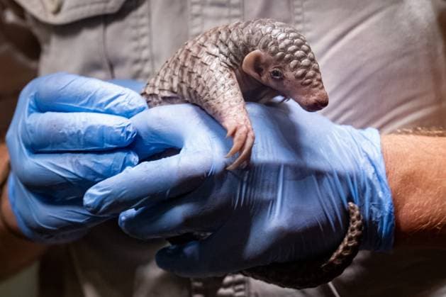 Entertainment Themen der Woche KW 30 Chinese pangolin cub born in Prague Zoo on the first day of July, Prague, Czech Republic, July 27, 2024. (CTKxPhoto VitxSimanek) CTKPhotoP2024072803440  CTKPhotoP2024072803440