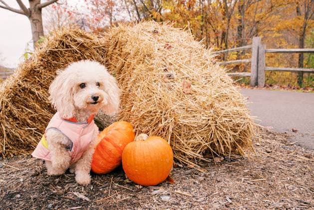 Small poodle dog in a pink jacket with pumpkins and hay in autum United States, North Carolina, Boone R_FBJQ240730-1498745-01