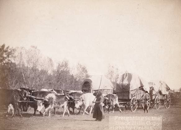 RECORD DATE NOT STATED Freighting in the Black Hills, between 1887 and 1892. A woman and a boy using bullwhackers to control a train of oxen. Copyright:xHeritagexArt HeritagexImagesxJohnxC.xH.xGrabillx IMAGO, ! ACHTUNG: AUFNAHMEDATUM GESCHÄTZT!  Copyright:HeritagexArt HeritagexImagesxJohnxC.xH.xGrabillx IMAGO