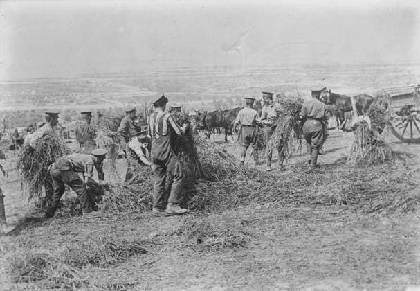 RECORD DATE NOT STATED British soldiers feed horses, Apr 1917. British soldiers gathering oats for their horses near Fricourt, Somme, France, April 1917 during the Battle of Arras, in World War I. Copyright:xHeritagexArt HeritagexImagesxBainxNewsxServicex IMAGO, ! ACHTUNG: AUFNAHMEDATUM GESCHÄTZT!  Copyright:HeritagexArt HeritagexImagesxBainxNewsxServicex IMAGO