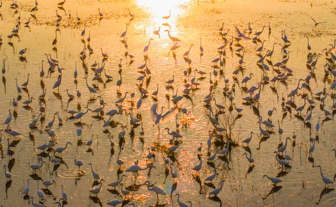 Environment in Suqian SUQIAN, CHINA - AUGUST 4, 2024 - Thousands of birds flock to the Hongze Lake wetland in Suqian, East China s Jiangsu province, Aug 4, 2024. Suqian Jiangsu China  Copyright: xCFOTOx i1722741744901