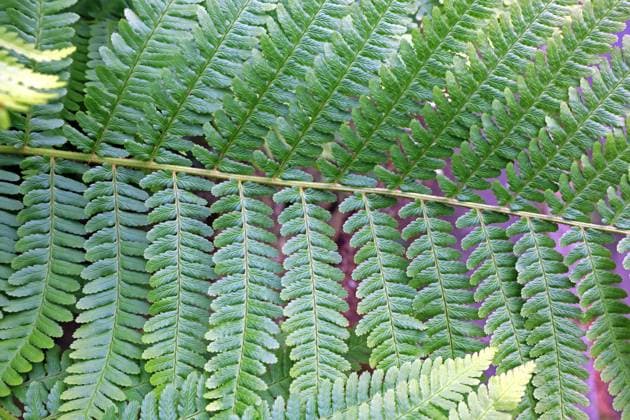 Farne in Deutschland Der echte Wurmfarn im vollen Wachstum zur Sommerzeit *** Ferns in Germany The real worm fern in full growth in summertime