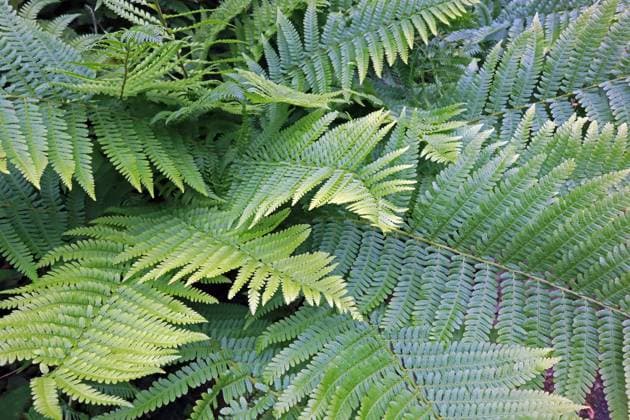 Farne in Deutschland Der echte Wurmfarn im vollen Wachstum zur Sommerzeit *** Ferns in Germany The real worm fern in full growth in summertime