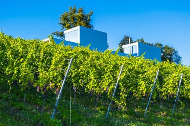 Grossraeschener See DEU Deutschland Brandenburg Grossraeschen, 06.08.2024, Weinberg am Grossraeschener See, IBA-Terrassen Grossraeschen. *** Grossraeschener See DEU Germany Brandenburg Grossraeschen, 06 08 2024, Vineyard at Grossraeschener See, IBA Terraces Grossraeschen AF_Grossraeschen_88223.jpeg