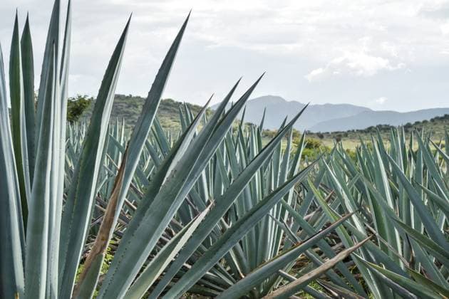 Oaxaca, Mezcal agave field. Close-up of mexican agave plantation. Oaxaca, Oaxaca, Mexico R_MOHY240806C-1509223-01