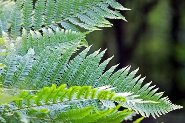 Farne in Deutschland Der echte Wurmfarn im vollen Wachstum zur Sommerzeit *** Ferns in Germany The real worm fern in full growth in summertime