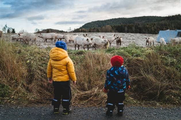 Back view of children looking at pigs farm winter in Norway Bø, Telemark, Norway R_TANI240806EA-953684-01 ,model released, Symbolfoto