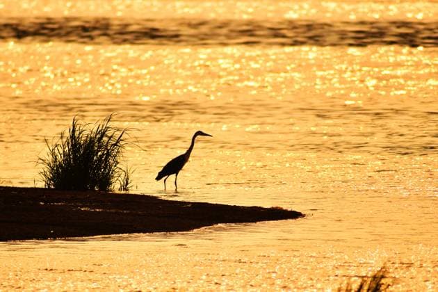 Ink River Estuary Wetland in Qingdao A heron is fishing in the autumn light at the Ink River Estuary wetland in Qingdao, China, on August 7, 2024. Qingdao Shandong China  Copyright: xCFOTOx originalFilename: cfoto-inkriver240808_npR6d.jpg