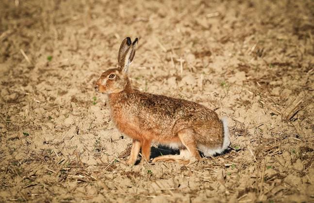 08.08.2024, HANDENBERG, AUT, Unterwegs in Oberösterreich, Themenbild, Verschiedene Themenbilder, ARCHIVFOTO, TIERE, TIER, Reportage, im Bild HASE, FELDHASE, WILD, Feld, Stopelfeld, Wild, *** 08 08 2024, HANDENBERG, AUT, On the road in Upper Austria, Theme picture, Various theme pictures, ARCHIVE PHOTO, ANIMALS, ANIMAL, Reportage, in the picture HARE, FIELD BUNNY, WILD, Field, Stubble field, Game,