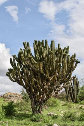 Mexican old Cactus in Oaxaca against the cloudy sky Oaxaca, Oaxaca, Mexico R_MOHY240808G-1509691-01