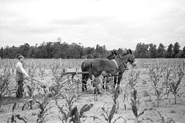 James A. McGuffey, Farmer, Plowing Field, Irwinville Farms Project, Irwinville, Georgia, USA, John Vachon for Farm Security Administration, May 1938  Copyright: xCircaxImagesx ghi-circa04607