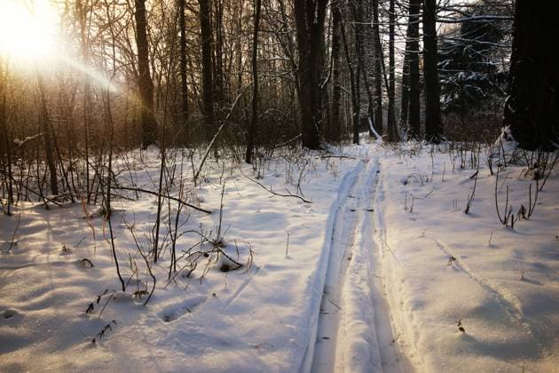 winter trails in the forest winter landscape snow-covered road and trees in the park outside ,model released, Symbolfoto Copyright: xZoonar.com AleksandrxKichiginx 9813621 ,model released, Symbolfoto ,property released