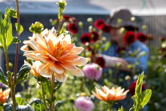 IMAGO Creative, Sommer, Sommertage im Garten Close-up of a blooming apricot dahlia with a gardener working behind Kelowna, British Columbia, Canada R_PESF24081312-1512255-01 ,model released, Symbolfoto