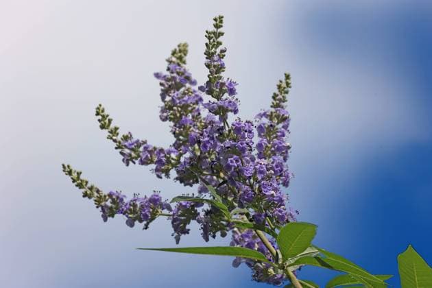 Heilpflanzen aus der Geschichte Der Mönchspfeffer, auch als Keuschbaum oder Keuschlamm bekannt, zur Blütezeit im Sommer. *** Medicinal plants from history The monks pepper, also known as the chaste tree or chaste tree, in bloom in summer