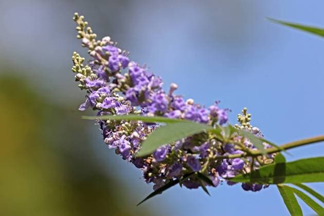 Heilpflanzen aus der Geschichte Der Mönchspfeffer, auch als Keuschbaum oder Keuschlamm bekannt, zur Blütezeit im Sommer. *** Medicinal plants from history The monks pepper, also known as the chaste tree or chaste tree, in bloom in summer