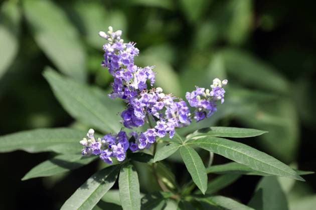 Heilpflanzen aus der Geschichte Der Mönchspfeffer, auch als Keuschbaum oder Keuschlamm bekannt, zur Blütezeit im Sommer. *** Medicinal plants from history The monks pepper, also known as the chaste tree or chaste tree, in bloom in summer