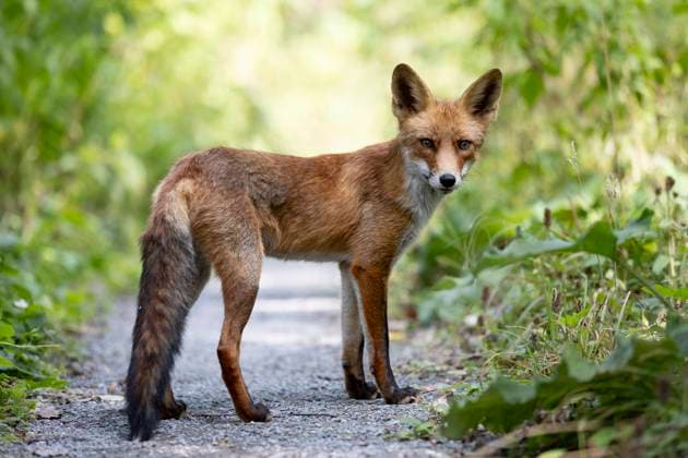 Creative Highlights World WASSENAAR - A young fox in the Meyendel dune area. ANP HH HENRIETTE GUEST netherlands out - belgium out  Copyright: xx x506062654x originalFilename: 506062654.jpg