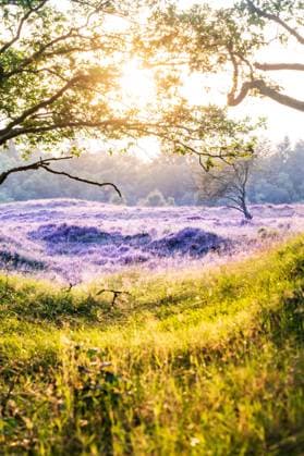 Creative Highlights World Gasteren - Atmospheric images of the purple blooming heather on the Gasteren Dunes. ANP Hollandse Hoogte Venema Media netherlands out - belgium out  Copyright: xx x506099838x originalFilename: 506099838.jpg
