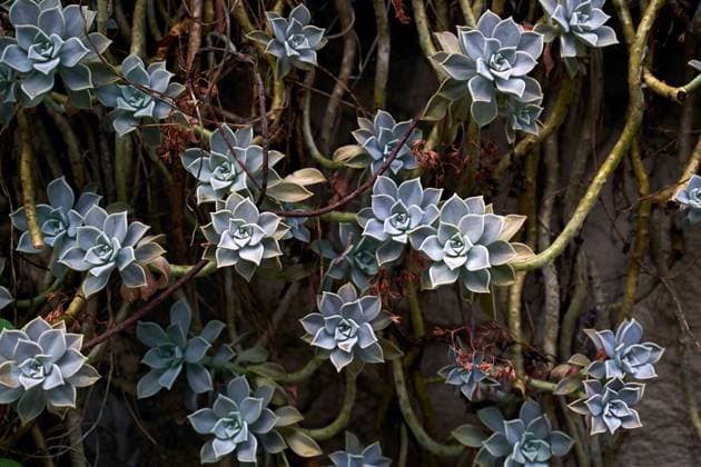Creative Highlights World Many mother of pearl of ghost plant aka Graptopetalum paraguayense on the wall Many mother of pearl of ghost plant aka Graptopetalum paraguayense growing on the wall Copyright: xZoonar.com OleksandrxBerezkox 21948350
