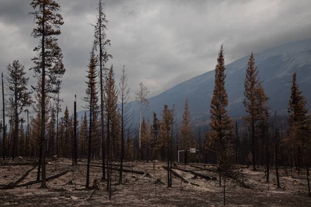 Kanada, Waldbrände in Alberta August 16, 2024, Jasper, Ab, CANADA: Burnt forest on the edge of Jasper, Alberta, on Friday August 16, 2024. Wildfire caused evacuations and widespread damage in the National Park and Jasper townsite. Jasper CANADA  - ZUMAc35_ 20240816_zaf_c35_069 Copyright: xAmberxBrackenx