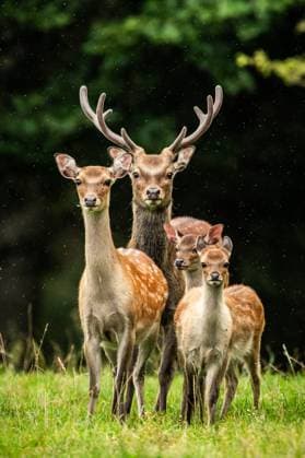 Creative Highlights World Eine Sikawild-Familie steht während eines Regenschauers in einem Wildtiergehege bei Rottweil. Rottweil Baden-Württemberg Deutschland *** A sika deer family stands during a rain shower in a wild animal enclosure near Rottweil Rottweil Baden Württemberg Germany