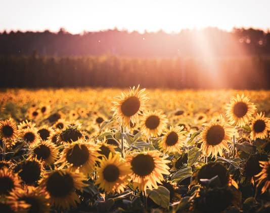 Sonnenblumenfeld in der Abendsonne Sonnenblumenfeld in der Abendsonne Copyright: xZoonar.com LindaxBrotkorbx 22026574