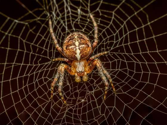 Creative Highlights World European garden spider lurking in the spiderweb Closeup of European garden spider lurking in the spiderweb Copyright: xZoonar.com RomanxMilertx 22026812