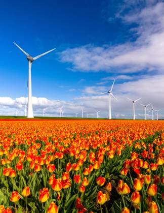 Colorful Tulip Fields Under Windy Skies in Dutch Windmill Park Vibrant tulip fields bloom in the foreground as wind turbines gracefully turn, capturing the essence of the Netherlands. windmill park Westermeerdijk in the Netherlands Copyright: xZoonar.com FokkexBaarssenx 22031650