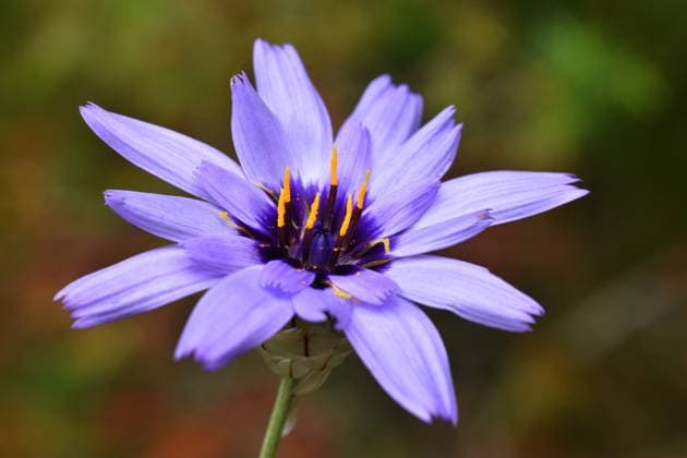 Macrophotography of a Cupid s dart flower ( Catananche caerulea). Vitoria-Gasteiz, Basque Country, Spain R_PMDHUC240805-1502070-01