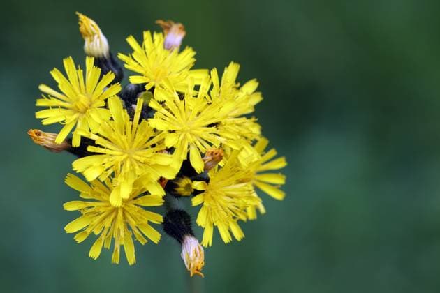Creative Highlights World Wildkräuter in der Landschaft Das kleine Habichtskraut, auch Mausohr-Habichtskraut genannt zur Blütezeit im Spätsommer. *** Wild herbs in the landscape The small hawkweed, also known as mouse-ear hawkweed, in bloom in late summer
