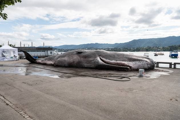 Bilder des Jahres 2024, Entertainment 08 August Entertainment Themen der Woche KW34 August 19, 2024, Zurich, Switzerland: A stranded whale lies along the shores. As part of an artistic performance of the Belgium collective Captain Boomer aimed at raising attention on the climate change issue, a stranded whale suddenly appeared on the lake shore on the Utoquai Lido, the main promenade of the Zurich lake. Artists will perform for the three days, telling the story of the stranded whale, watering the animal, using forensic costumes and tools, and rotten fish as smelling effects. The performance left people speechless and many of them truly guessed if the animal was real or not. Zurich Switzerland - ZUMAs197 20240819_aaa_s197_330 Copyright: xMatteoxPlacuccix