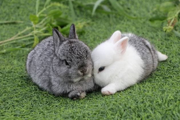 Two rabbits sitting on the green grass Two gray and white rabbits sitting and lying on the grass. Copyright: xZoonar.com SuthepxTangphanx 22039906