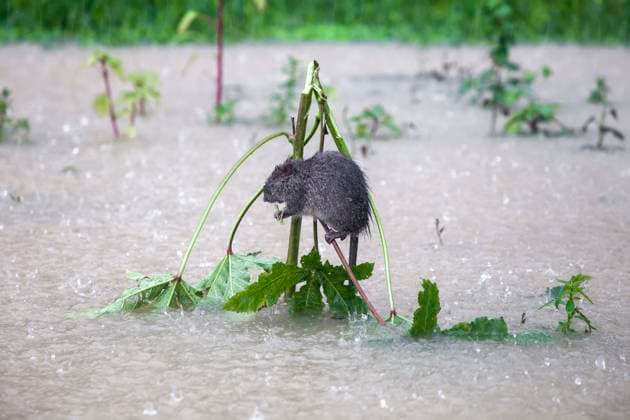 Entertainment Bilder des Tages August 21, 2024, Feni, Chittagong, Bangladesh: August 21, 2024, Feni, Bangladesh: A Rat has taken shelter on a small tree above the flood water during heavy rain in Munsirhat area of Ã¢â‚¬¹Ã¢â‚¬¹Feni district of Chittagong division of Bangladesh..On Wednesday (August 21), the waters of Muhuri, Kahua and Ceylon rivers were seen flowing above the danger level by 86 cm. Roads and houses were not spared by the water in the forest. More than 200,000 people of three upazilas have been disoriented in the terrible humanitarian disaster. In this situation, these areas are completely without electricity. Feni Bangladesh - ZUMAh178 20240821_zip_h178_007 Copyright: xMuhammadxAmdadxHossainx