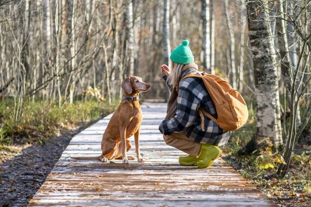 Calm woman, faithful hunting dog walk together in dense forest along eco-trail in cool sunny weather Peaceful girl traveler holding treat reward in hand, training dog giving commands waiting for execution. Pet obediently fulfills requirements, looking lovingly at owner. Woman, puppy in autumn woods. ,model released, Symbolfoto Copyright: xZoonar.com DmitriixMarchenkox 22046623 ,model released, Symbolfoto ,property released