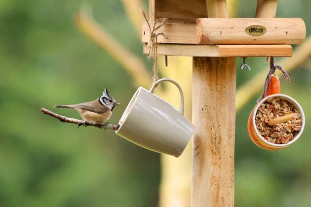Haubenmeise, Hauben-Meise (Parus cristatus, Lophophanes cristatus), an der Futterstelle im Garten, Deutschland, Mecklenburg-Vorpommern crested tit (Parus cristatus, Lophophanes cristatus), at the feeding place in the garden, Germany, Mecklenburg-Western Pomerania BLWS715273 *** Crested Tit, Hoods Meise Parus cristatus, Lophophanes cristatus , to the Feeding station at Garden, Germany, Mecklenburg Western Pomerania Crested Tit Parus cristatus, Lophophanes cristatus , AT The Feeding Place in The garden, Germany, Mecklenburg Western Pomerania BLWS715273 Copyright: xblickwinkel H.xDutyx